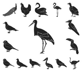 Types of birds black icons in set collection for design. Home and wild bird vector symbol stock web illustration.