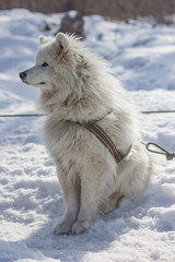 dog in snow