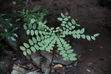 Nature in Uthai Thani, Thailand