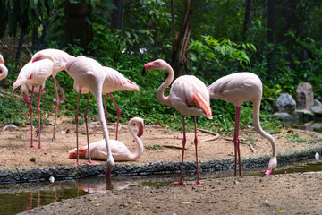Flamingos dip the big beak in the water whenever they want to have some, perhaps wading into a shallow pond is more convenience to drink than just to stand on the sand.