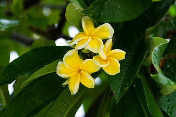 Fototapeta na wymiar Plumeria bouquet and the green foliages are wet with drops of water from the falling rain. The bright yellow flowers are in selective focus and background blurred.