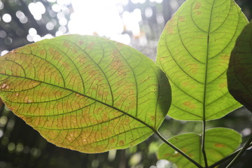 Nature in Uthai Thani, Thailand