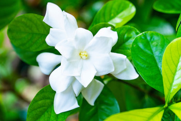 Gardenia, pure white fresh flower blossom and sweet fragrance is on selective focus with beautiful green and young foliages and background blurred.