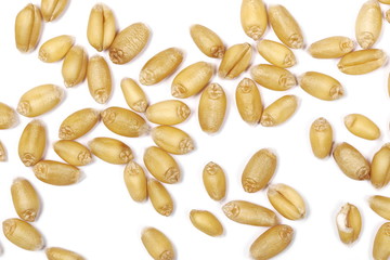 Wheat grains isolated on white background, macro top view