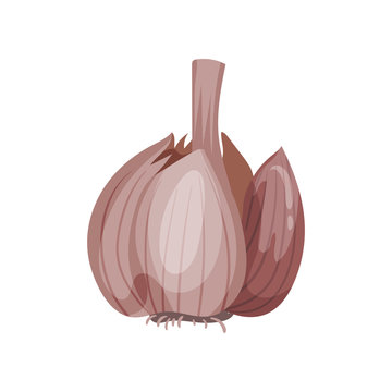 Open garlic head with separated cloves. Natural and healthy product. Organic food. Cooking ingredient. Flat vector icon