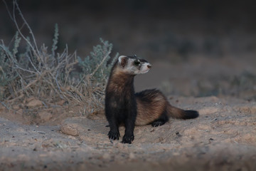 Steppe polecat (Mustela eversmanii) juvenile in natural habitat