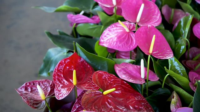 Pink and red garden anthuriums. Panoramic plane shift
