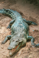 Big adult crocodile laying on the sand with open mouth with many theeth. Natural outdoor Zoo, Thailand. Colose up, copy space.