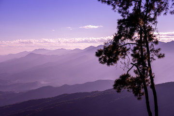 Pine tree with sunrise in the mountains of north Thailand.