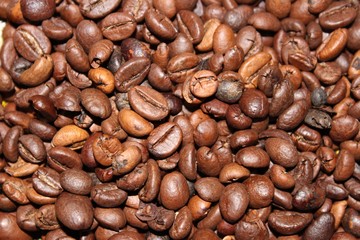 Robusta coffee grains roasted