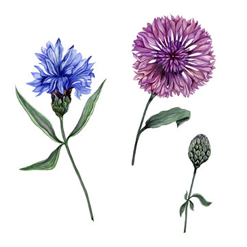 Beautiful blue and purple Centaurea flowers on stems with green leaves isolated on white background. Botanical set. Watercolor painting.