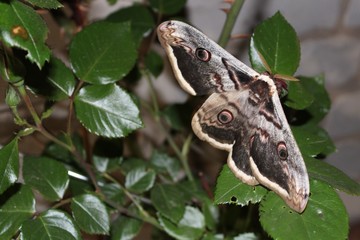 Night-fly on a rose bush