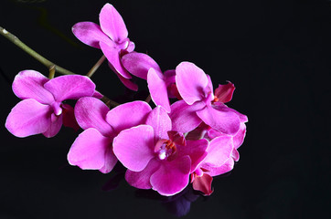 Fototapeta na wymiar Pink orchid flower on a black background. Blooming Phalaenopsis.Orchids.Tropical plants concept.Selective focus.