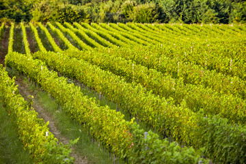 Vineyard on a sunny day.