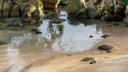 「松島」の海は透明度も抜群で、磯遊びに最適な場所です。