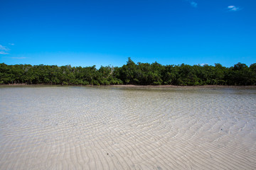 tree and beautiful sea of Quirimbas Islands ( Ibo Island ) in Mozambique