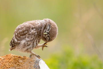 Little owl, Athene noctua, sitting on a stone and preening its feathers. Young bird.