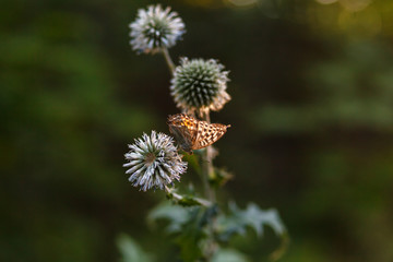 Butterfly on Thistle in the rays of the sunset on the blurred background of the forest. Natural summer background