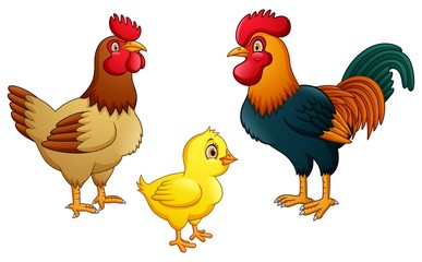 Chicken family on white background