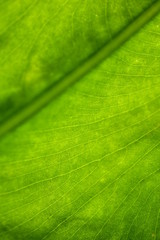 rainforest green leaves background