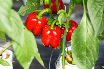 red bell peppers hanging on tree in farm