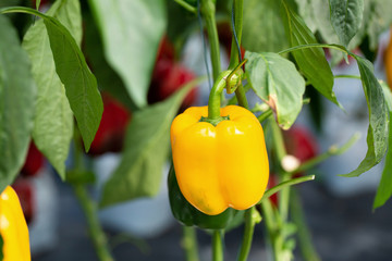 Yellow bell peppers hanging on tree in farm