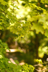 Fototapeta na wymiar Natural blurred background of the path in the summer forest on a background of maple leaves. Sunlight in leaves, bokeh