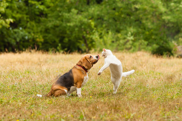 Close view of cat and dog fighting