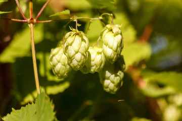 Green fresh hops cones for making beer and bread close-up, agricultural background, hops cones detail in hops field