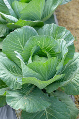 Fresh cabbage from farm field, cabbage in the garden