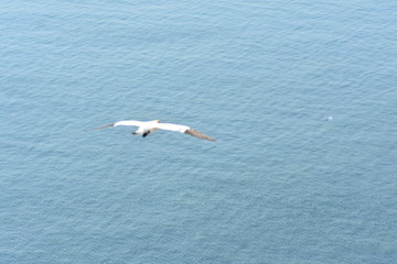 Vogel am Himmel