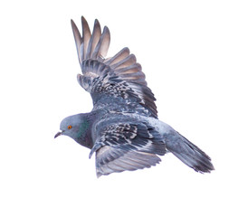 Dove in flight isolated on white background