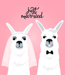 Couple llamas newlyweds. Bride in veil. The groom in a bow tie. Hand lettering just married