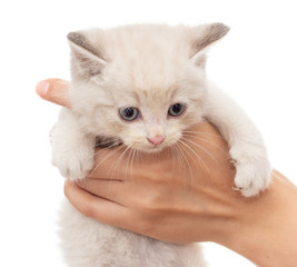 Little kitten in hand on white background