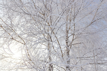 Frozen branches on a tree in the forest in winter