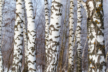 White bark on a birch tree as background