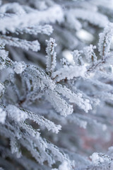 Frozen branches on a pine in the forest in winter