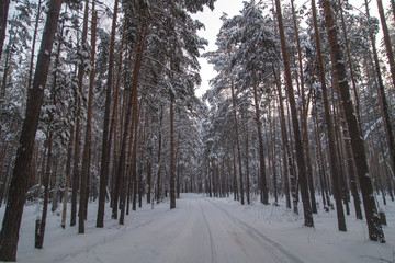 Naklejka premium Śnieżna droga w lesie zimą