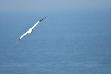 Vogel am Himmel