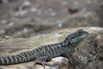 Eastern water dragon on rock 