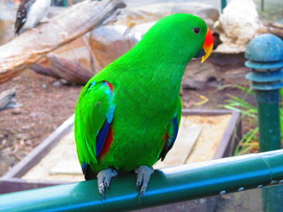 Green parrot