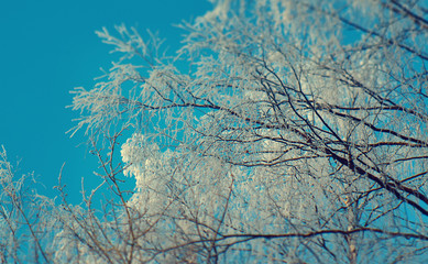 Winter  Beautiful Christmas landscape