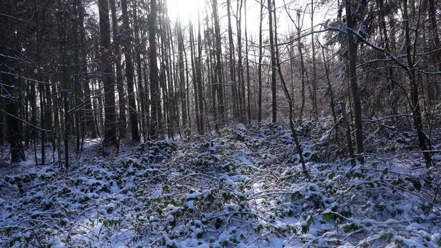 Winter theme photo of sunny snowy landscape. Snow covered fir trees in forest.