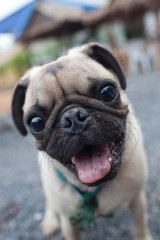 playful pug