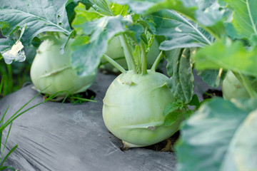 Kohlrabi cabbage or turnip plant growing in the garden