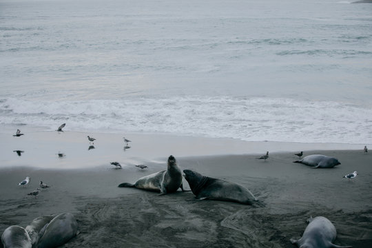Elephant seals on the beach