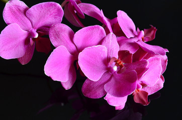 Fototapeta na wymiar Pink orchid flower on a black background. Blooming Phalaenopsis.Orchids.Tropical plants concept.Selective focus.
