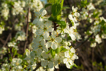 Plum blossom close up