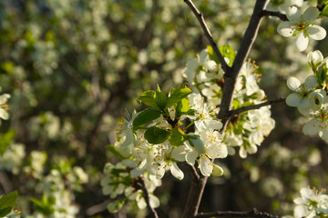Plum blossom close up