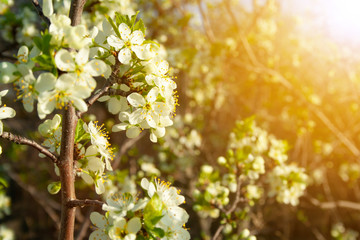 Plum blossom close up